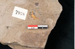Foto (Detailansicht) von Quercus pseudolonchitis Ettingshausen (NHMW-GEO-2024-0188-7978)